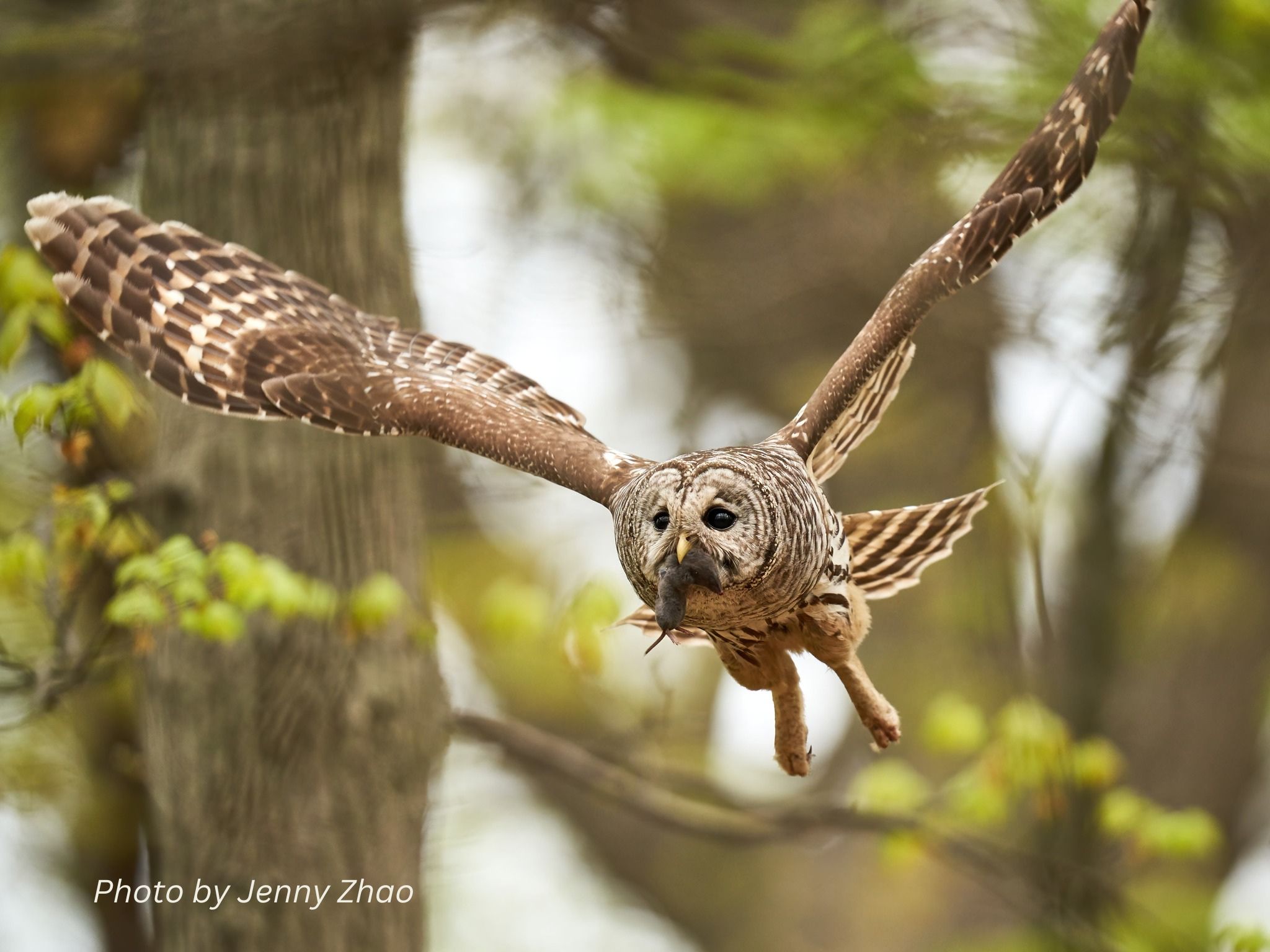 Owl Photo, by Jenny Zhao