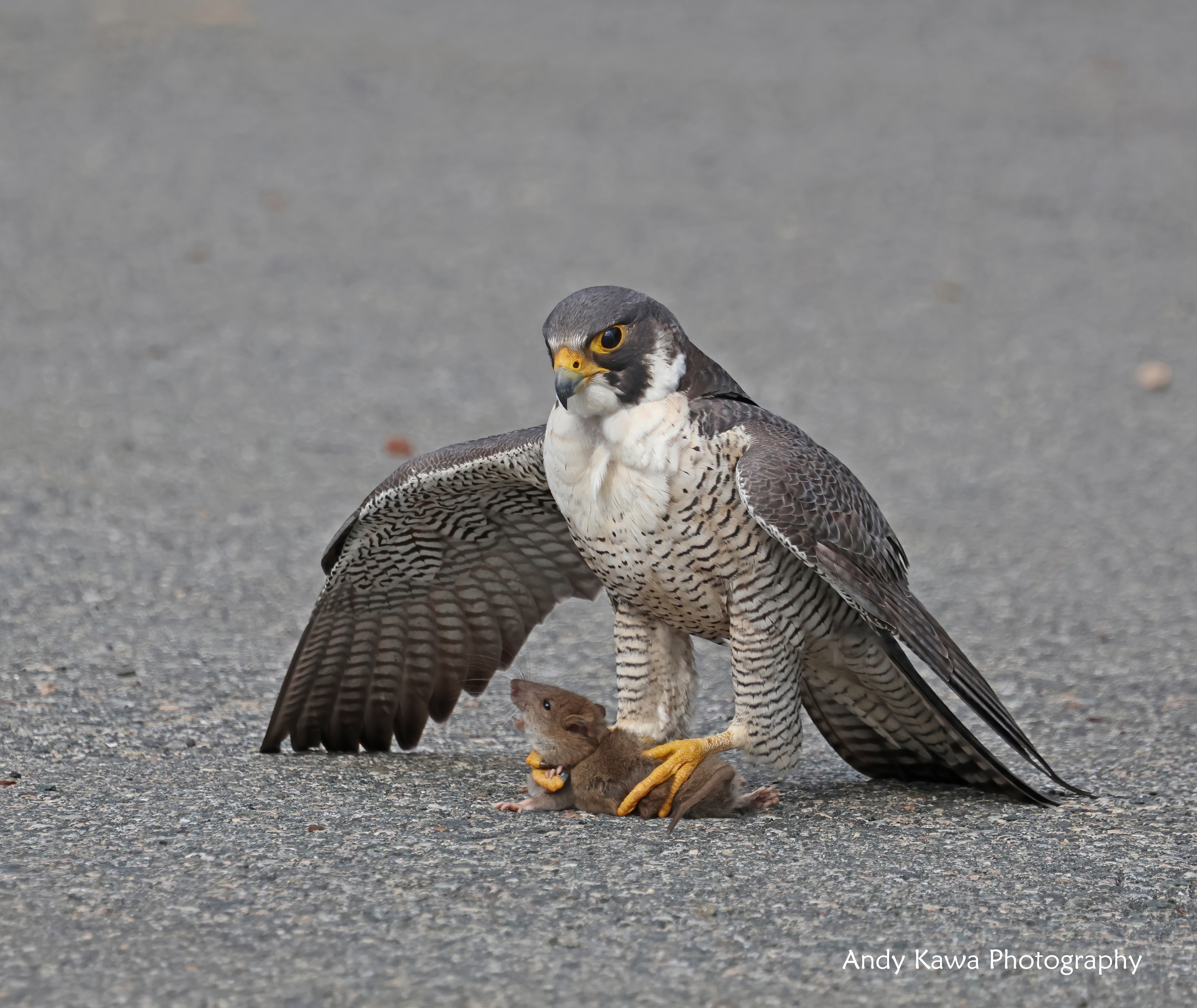 Peregrine Falcon with Rat, by Andy Kawa