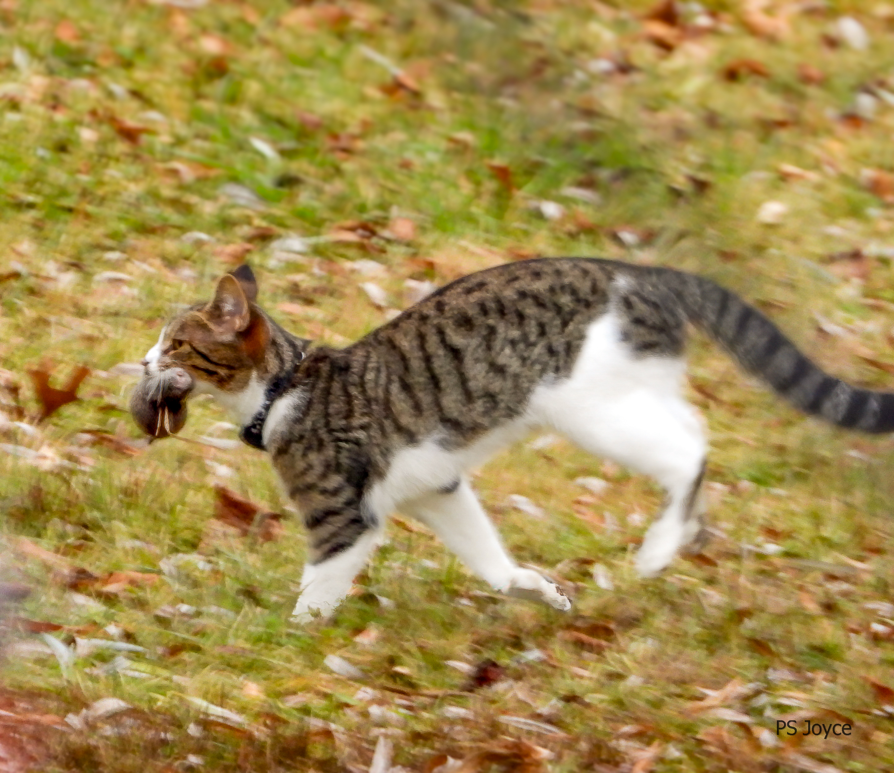 Woburn Neighborhood cat with prey